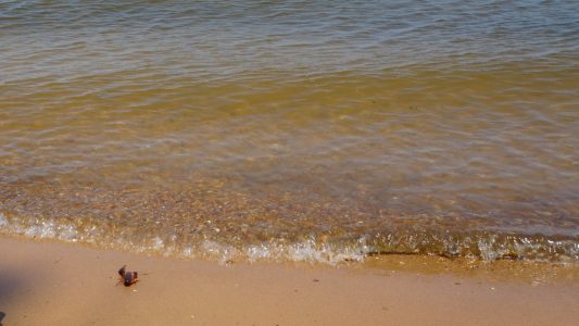 I feel refreshed. Yesterday, I did hiking for 2 hours in the Chapman state park. Forest, river, many lives, sound of birds, clean water, sound of waves, great people, fresh air, beautiful view and wonderful lunch. It was awesome. 