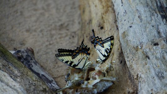 How amazing. Butterflies eating protein from fish bones. I've never seen it before. Butterflies on fish bones instead of flowers and plants. 