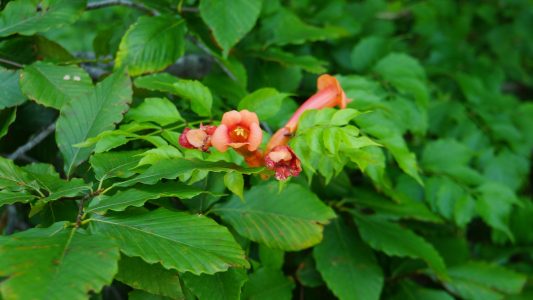 Yesterday I was inspired by the teaching of Venerable Pomnyun Sunim that we have the right to a happy life in any circumstances we are in.  After getting two vaccine shots on Monday, I had a hard time. But today my condition has improved and I feel better.