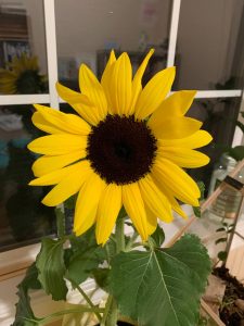 Listening to Mariah Carey’s old albums I feel nostalgic and peaceful. Watching a fully bloomed sunflower I feel happy. 