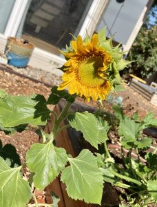 Trying to plant a lot of different flowers at home for different pollinators