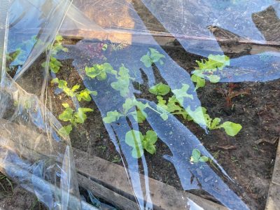 More food. My husband has stolen some part of my flower garden. He build this little green house using stuff at home apart from the clear plastic. 
