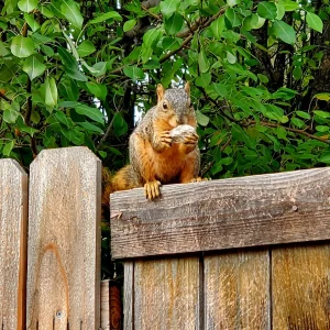 Today, I inspired by squirrel. She or he is not scary in front of me at all. Just focus on doing what she/he does. It was a good reminder for the day. 