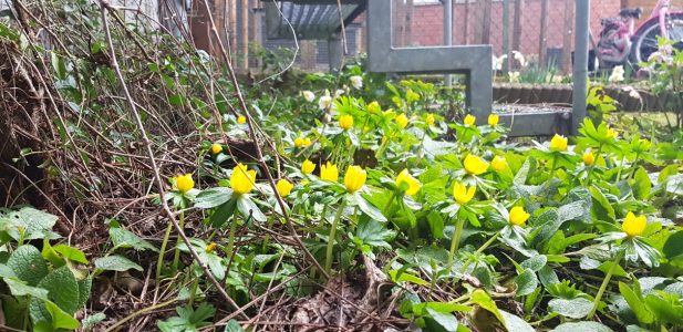 Ich fühle mich getröstet, wenn ich Blumen sehe. Ich spüre, dass der Frühling kommt.