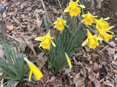 It rains all day from early moring making for a gloomy and chilly day. However, rain is good for all living beings. Dead reeds and newly blooming flowers coexist at the same time, and life continues. Despite the weather, beautiful, colorful flowers and the soothing sounds of birds chirping made me feel grateful for my daily life.