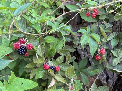 Every day, at every moment, life is always new. How wonderful life and teaching. I feel grateful now.