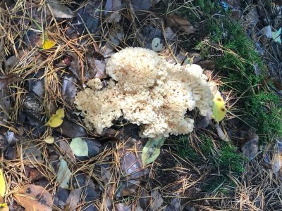  Kostbar! Dieser Schatz lächelte mich im Wald an! Das erste Mal in meinem ganzen Leben habe ich ihn getroffen. ( Krause Glucke) Ich fühle mich glücklich